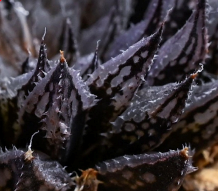 ハオルチア ルビスタ（Haworthia 'Ruby Star'） | メタボタニカル