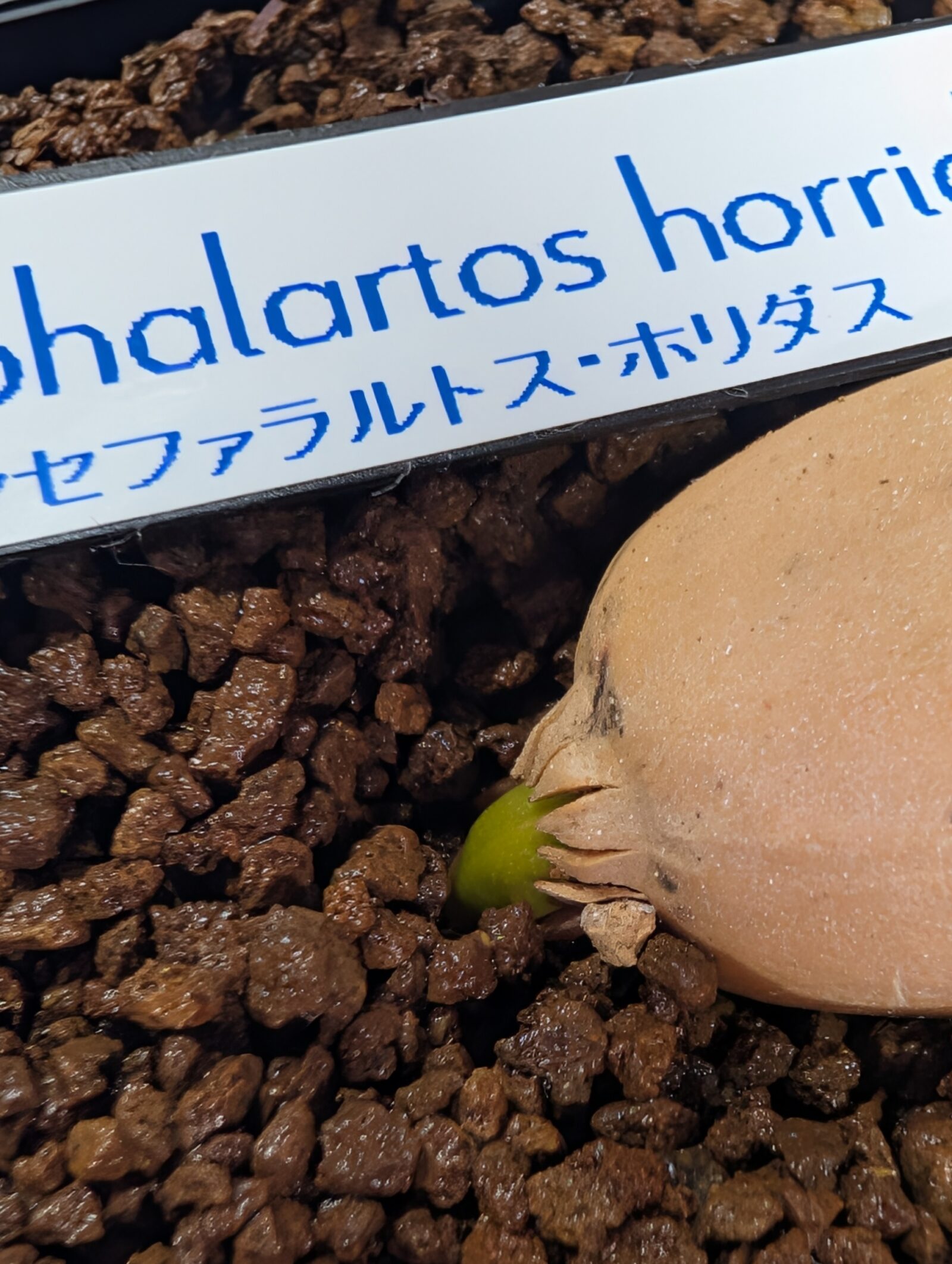 エンセファラルトス・ホリダス播種（リベンジ）（Encephalartos