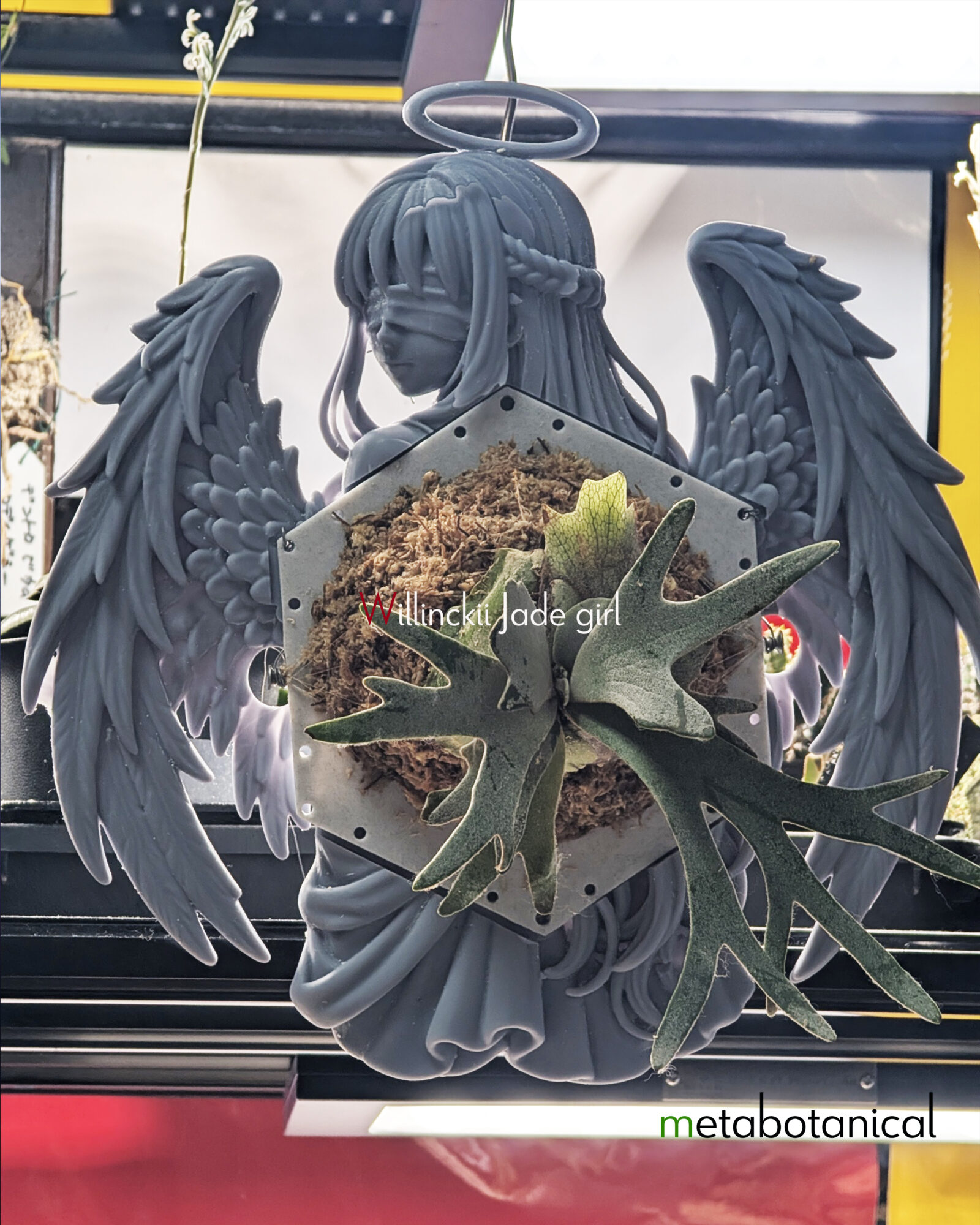 ビカクシダ×擬人化オブジェクト作成（Platycerium Willinckii Jade